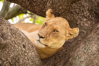 Close-up of animal on tree trunk in zoo