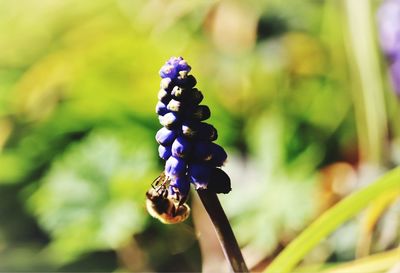 Close-up of insect on plant