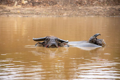 View of a turtle in lake