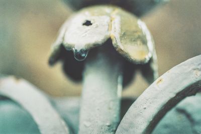 High angle view of a mushroom