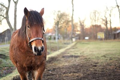 Close-up of horse standing on field