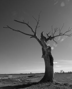 Bare tree on beach