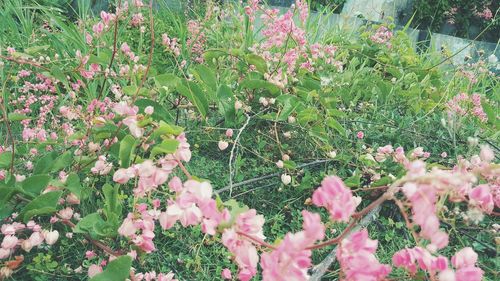 Close-up of pink flowering plants on field