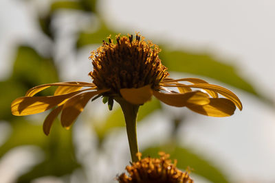 Close-up of wilted flower