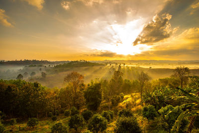 Scenic view of trees against sky during sunset