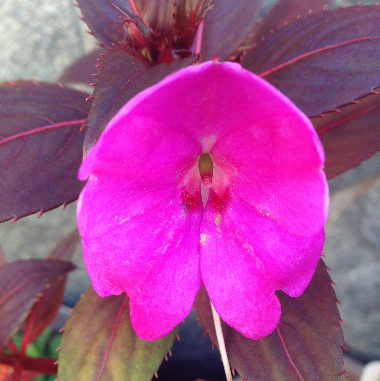 flower, petal, freshness, fragility, flower head, pink color, growth, beauty in nature, close-up, purple, nature, blooming, stamen, plant, pollen, focus on foreground, single flower, in bloom, leaf, pink