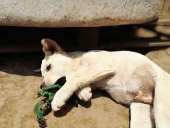 Close-up of sheep lying on floor