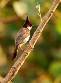 Close-up of bird perching on branch