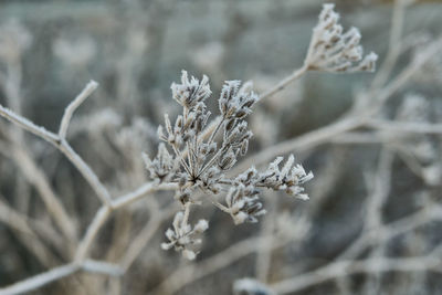 Close-up of pine cone on tree during winter