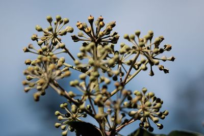 View of buds growing on plant