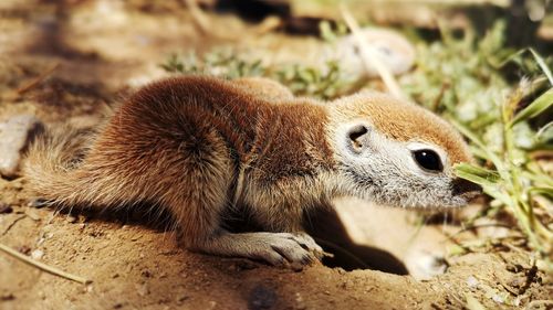 Close-up of lizard on field