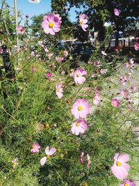 Flowers blooming on field