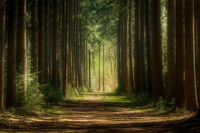 Dirt road amidst trees in forest