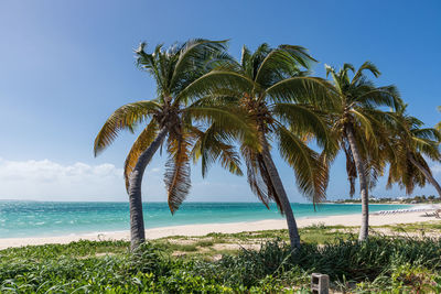 Palm trees on beach against sky