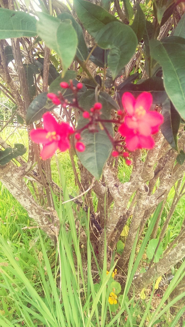 flower, growth, freshness, fragility, pink color, plant, leaf, beauty in nature, nature, petal, blooming, close-up, in bloom, green color, flower head, day, blossom, stem, botany, field