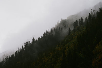 Scenic view of forest against sky during foggy weather