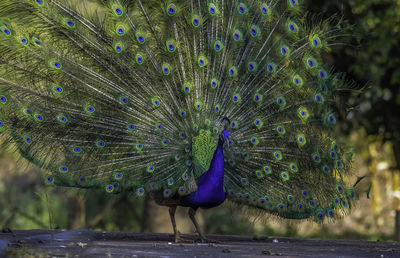 Close-up of peacock