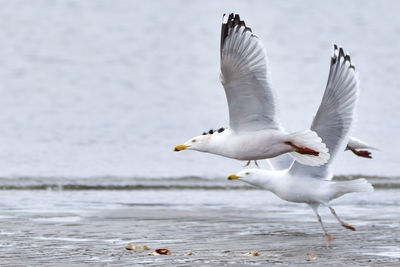 Seagulls flying over sea