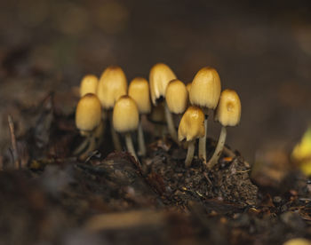 Coprinus