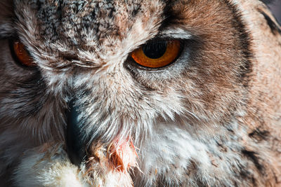 Close-up portrait of owl