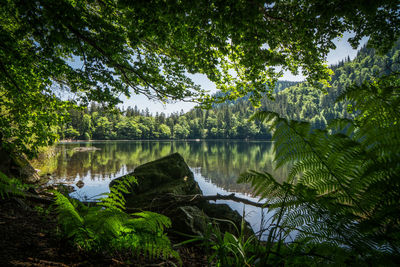 Scenic view of lake in forest