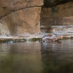 View of turtle swimming in sea