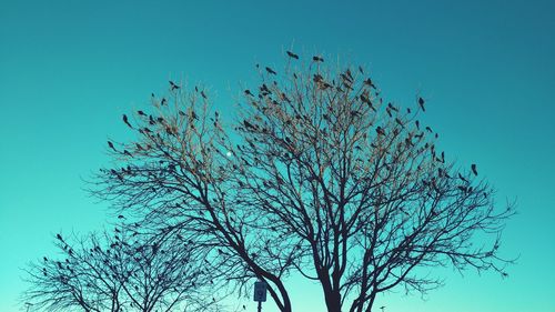 Low angle view of bare tree against clear blue sky