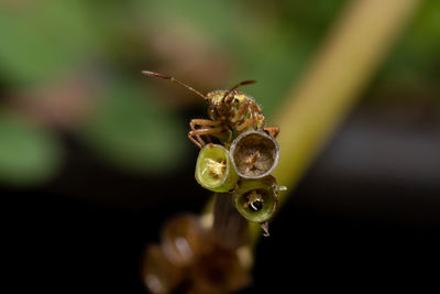 Close-up of insect on leaf