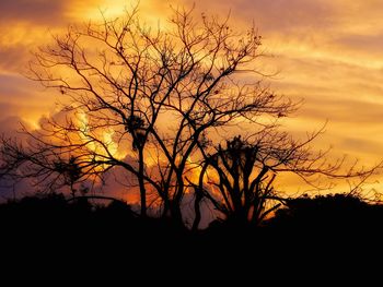 Silhouette bare tree against dramatic sky during sunset