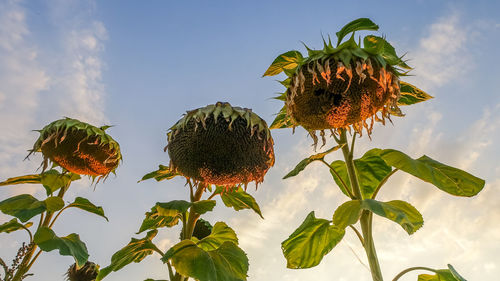 Low angle view of flowering plant against sky