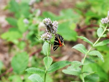 Insect on flower