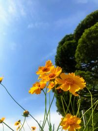 Close-up of yellow flowering plant against sky