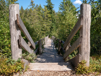 Footpath amidst trees