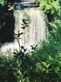 Close-up of plants against blurred background