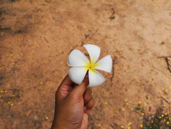 Close-up of hand holding white flower