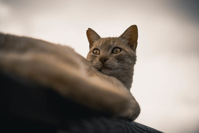 Close-up portrait of cat against sky