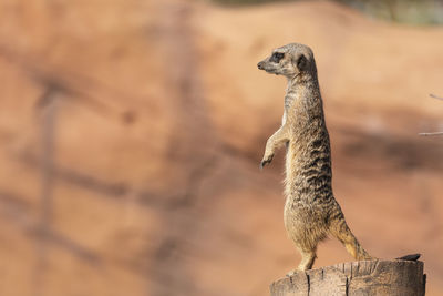 Close-up of meerkat