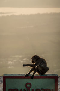 Monkey relaxing on wall