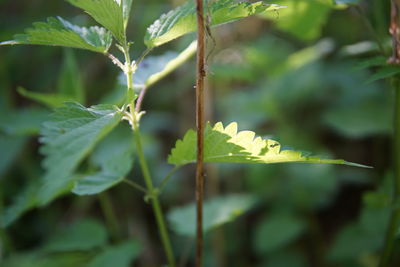 Close-up of fresh green leaves