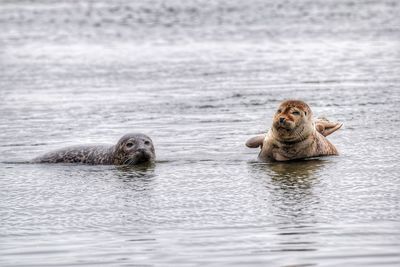 Seals lying on a sandbank