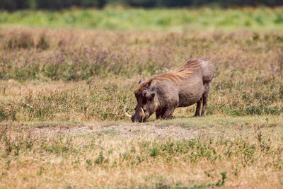 Warthog on a field