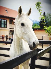 Close-up of horse in stable