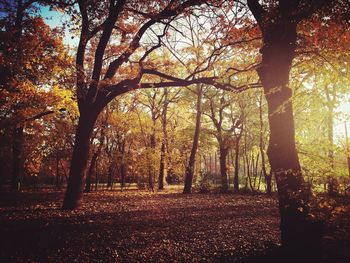 Trees in forest during sunset