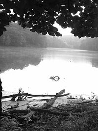 Reflection of trees in calm lake