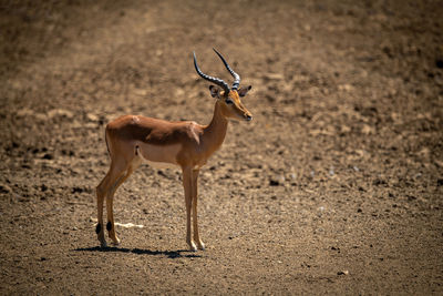 Male common impala stands on rocky ground