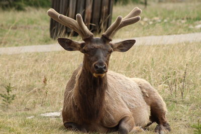 Portrait of deer on field