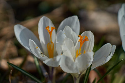 Close-up of white crocus flower