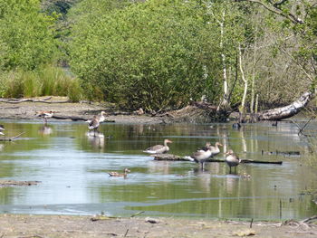 Swans swimming in lake