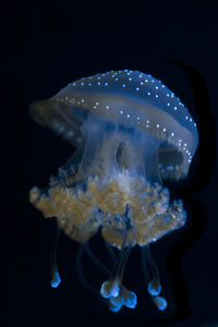 Close-up of jellyfish swimming in sea