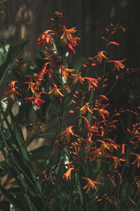 Close-up of a plant